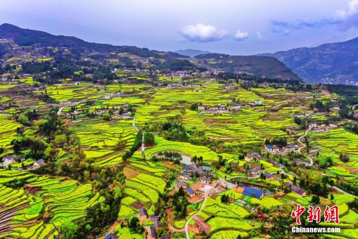 湖北巴東千畝油菜花綻放 梯田花海風(fēng)景如畫(huà)