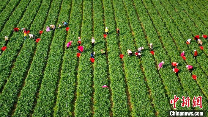 資料圖為2019年8月18日，原州區(qū)冷涼蔬菜基地內(nèi)，工人們正在采摘蔬菜?！≡輩^(qū)委宣傳部供圖 攝