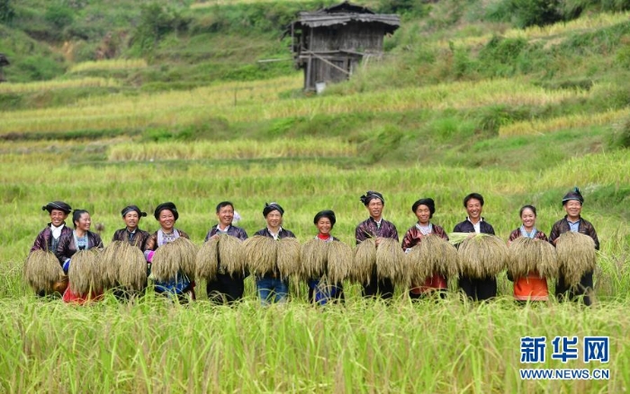 在廣西融水苗族自治縣良寨鄉(xiāng)大里村，村民們在展示剛剛收割的脫貧特色產品——紫黑香糯（2018年10月12日攝）。.jpg