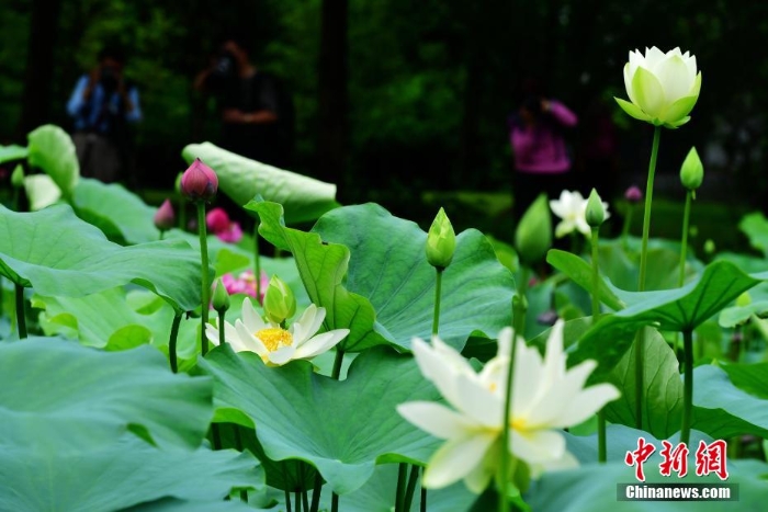 福州各大公園迎來(lái)賞荷季 嬌艷荷花美不勝收