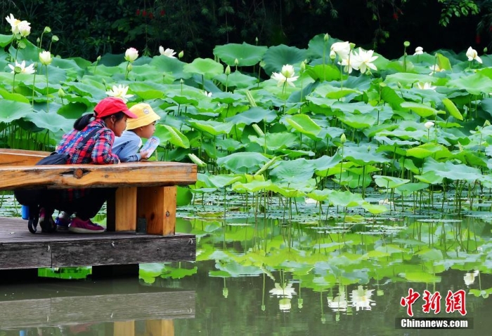 福州各大公園迎來(lái)賞荷季 嬌艷荷花美不勝收