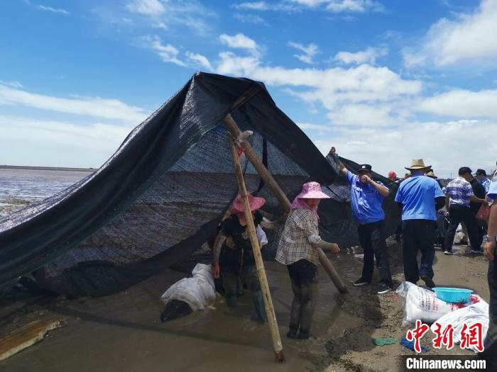 民眾為擱淺的海豚搭建防曬網(wǎng) 浙江省臨海市宣傳部供圖