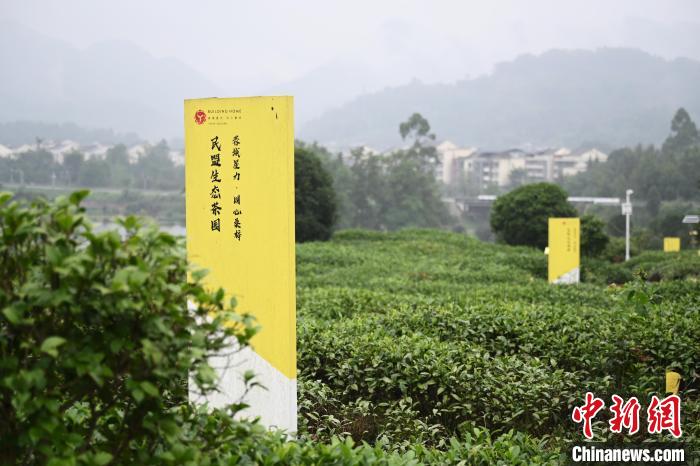 6月25日，四川成都邛崍夾關(guān)鎮(zhèn)茶園里樹(shù)立著各民主黨派生態(tài)茶園的牌子?！埮d龍 攝