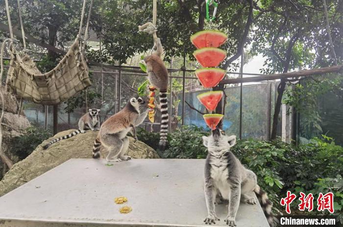 成都動物園為動物花式避暑?！〕啥紕游飯@供圖