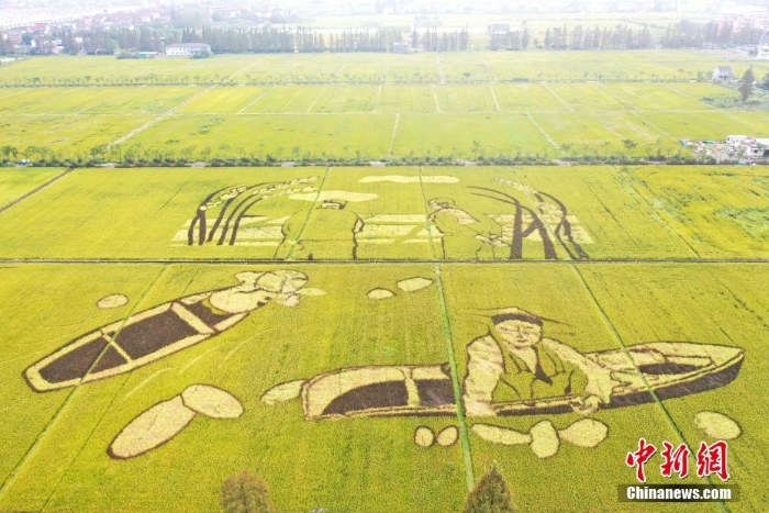 航拍杭州金色稻田里的“豐收圖景”