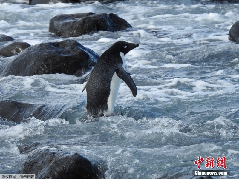 跨大洲“旅行”的企鵝 從南極來到新西蘭