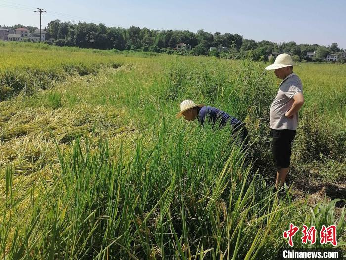 桃江縣中華保險公司聘請的農(nóng)業(yè)技術(shù)專家在田間查勘災(zāi)情?！∠母沸?攝