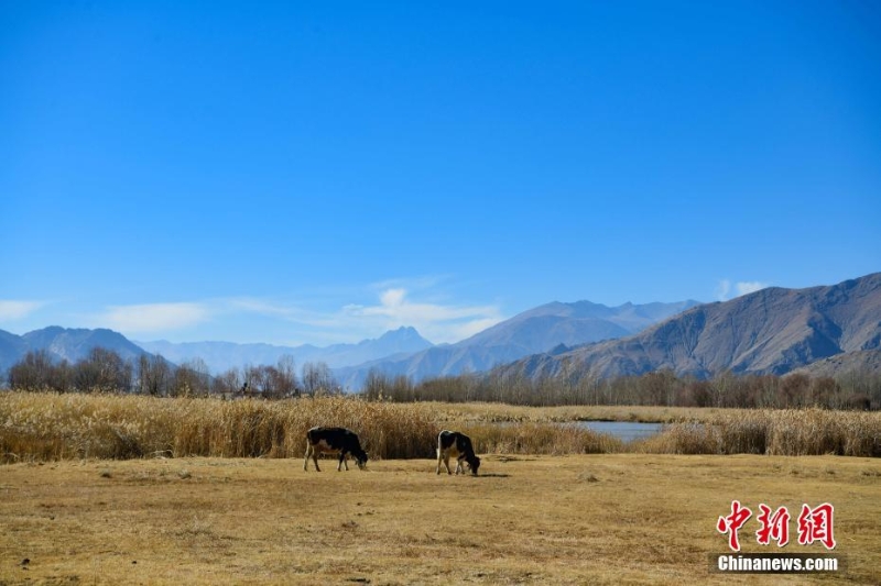 西藏拉薩：茶巴朗濕地冬景