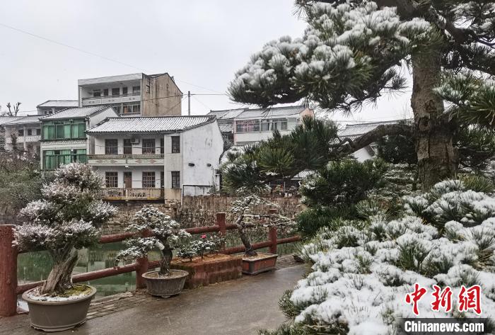 圖為：寧波奉化溪口鎮(zhèn)三十六灣村綠植上堆起雪花?！≡ǔ?通訊員) 攝