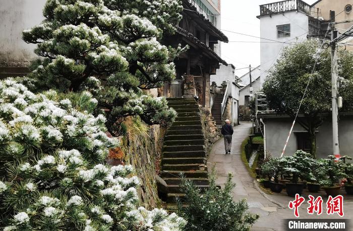 圖為：寧波奉化溪口鎮(zhèn)三十六灣村綠植上堆起雪花?！≡ǔ?通訊員) 攝