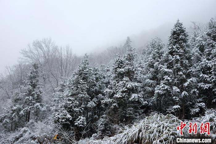 圖為：浙江金華北山迎來(lái)降雪?！堎?通訊員) 攝