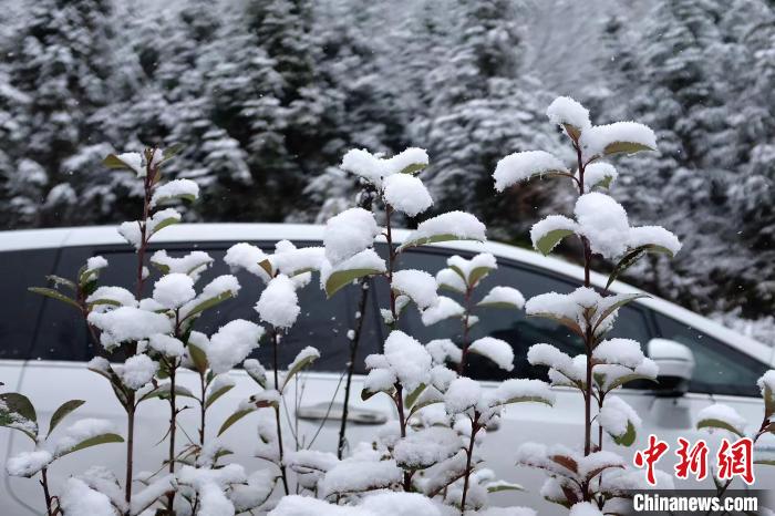 圖為：浙江金華北山的綠植樹(shù)葉上堆起皚皚白雪?！堎?通訊員) 攝