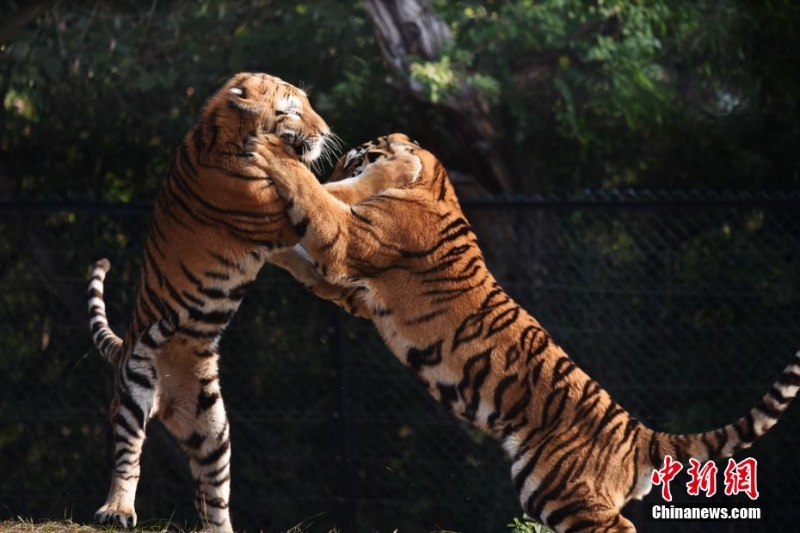 深圳野生動(dòng)物園11只東北虎亮相迎虎年