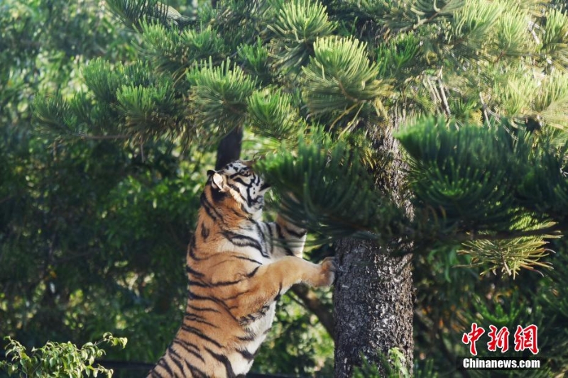 深圳野生動(dòng)物園11只東北虎亮相迎虎年