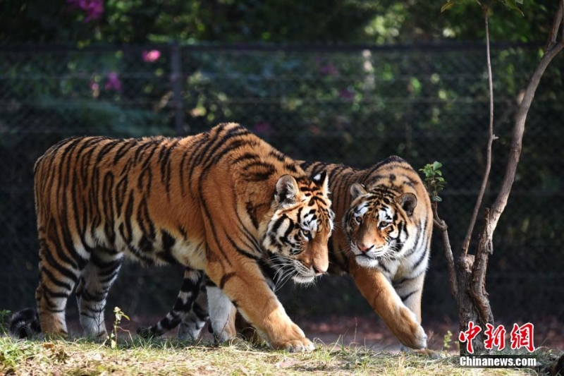 深圳野生動(dòng)物園11只東北虎亮相迎虎年