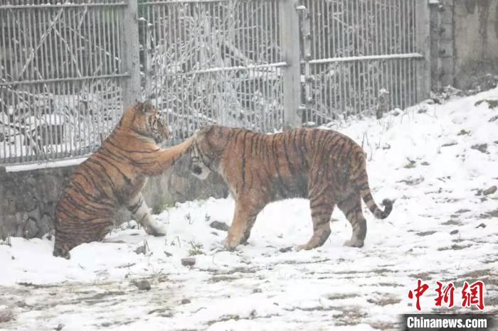 圖為東北虎在雪中嬉戲?！∥靼睬貛X野生動物園供圖