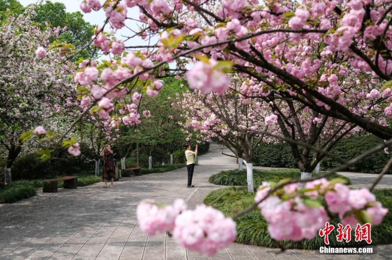 賞花正當(dāng)時 打卡各地秀麗風(fēng)光