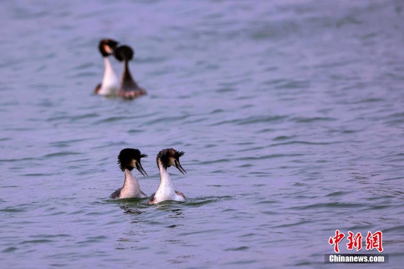 鳳頭鸊鷉在“京津冀最美濕地”衡水湖畔舞動(dòng)春色