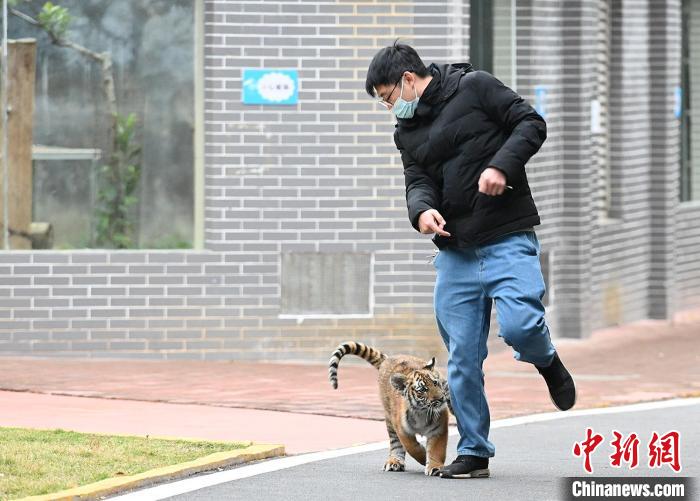 飼養(yǎng)員帶著小華南虎在基地“兜風” 陳驥旻 攝