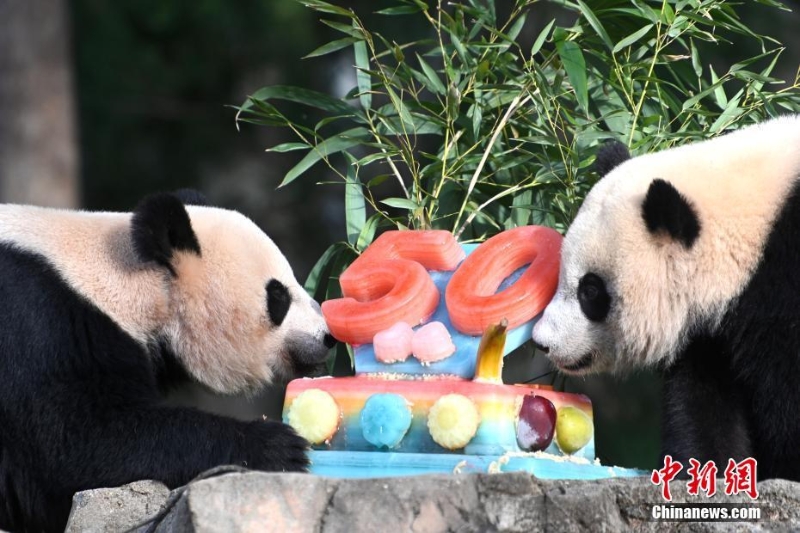 美國國家動物園慶祝大熊貓抵美50周年