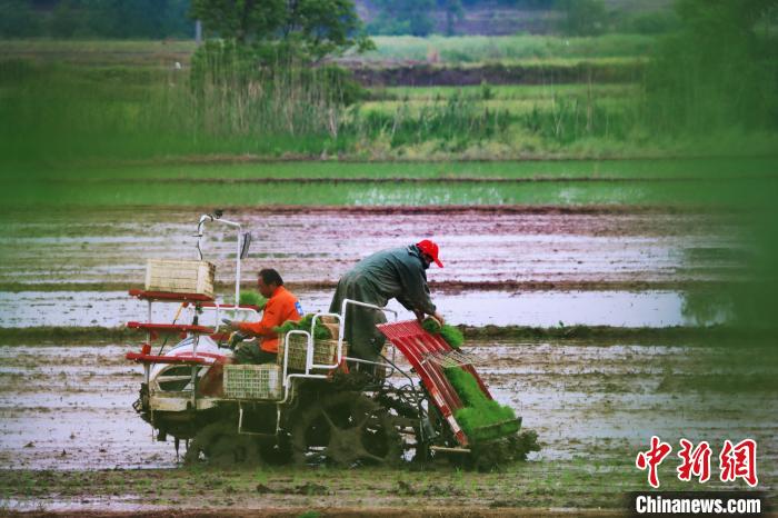 農(nóng)戶駕駛水稻插秧機在精細化播種秧苗 陳家樂 攝