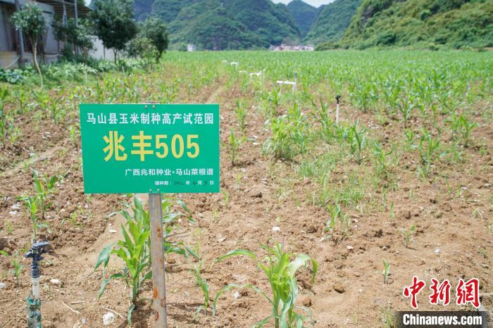 圖為馬山縣永州鎮(zhèn)勝利村菜根譜農(nóng)業(yè)科技開發(fā)有限公司的一處玉米制種高產(chǎn)示范園?！￡惞谘?攝