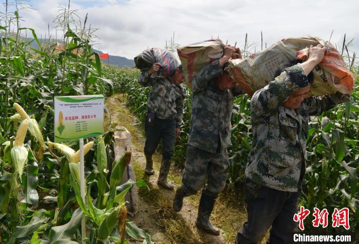 圖為工人在示范片搬運(yùn)采收測(cè)產(chǎn)的“閩雙色6號(hào)” 玉米。　張斌 攝