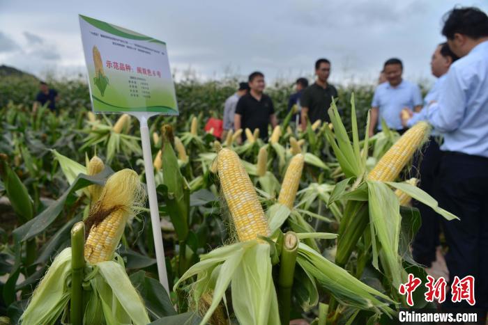 圖為驗(yàn)收組成員在示范片對(duì)“閩雙色6號(hào)”玉米進(jìn)行現(xiàn)場(chǎng)品種鑒評(píng)?！埍?攝