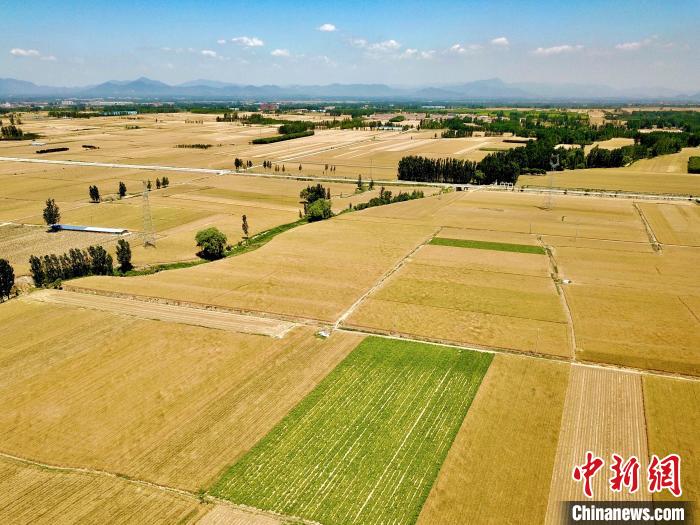 泰安市岱岳區(qū)小麥陸續(xù)開(kāi)鐮，22.15萬(wàn)畝小麥即將豐收?！￡愱?yáng) 攝