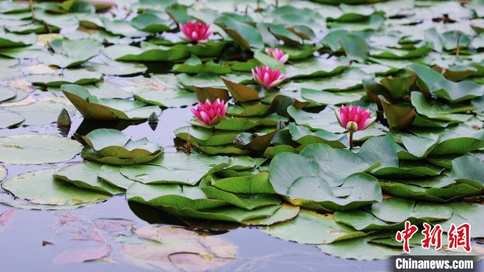 圖為今夏的國家植物園北園?！”本┦泄珗@管理中心供圖