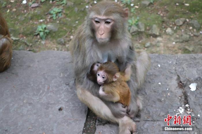 資料圖：貴陽(yáng)黔靈山公園內(nèi)的獼猴。圖/成虹飛