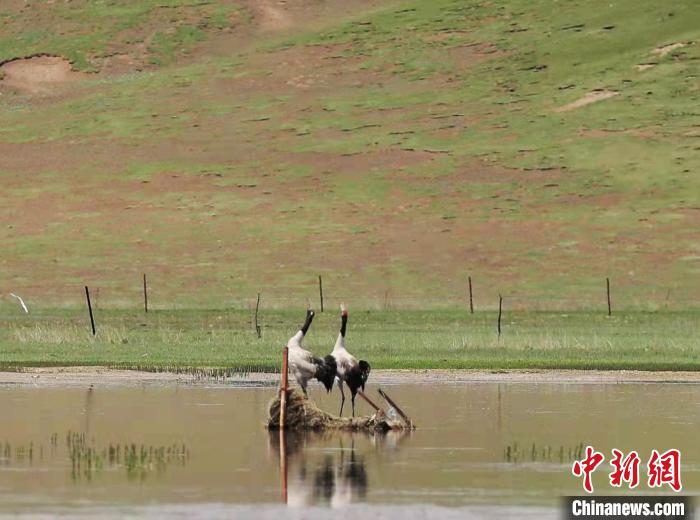 圖為“高原仙子”黑頸鶴?！蓭炜h委宣傳部 供圖