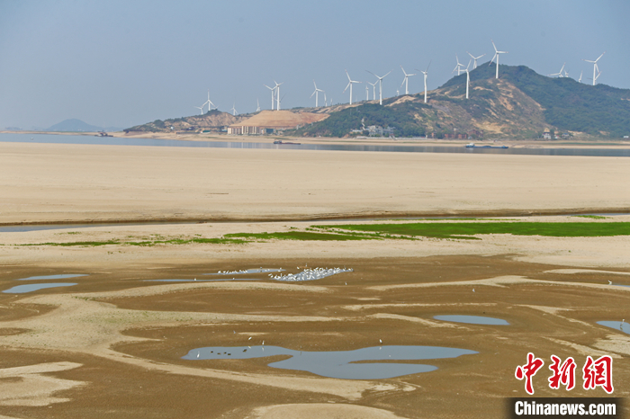 圖為9月6日，江西省鄱陽湖湖區(qū)，白鷺等鳥類在淺灘中棲息覓食。 <a target='_blank' href='/'>中新社</a>記者 劉占昆 攝