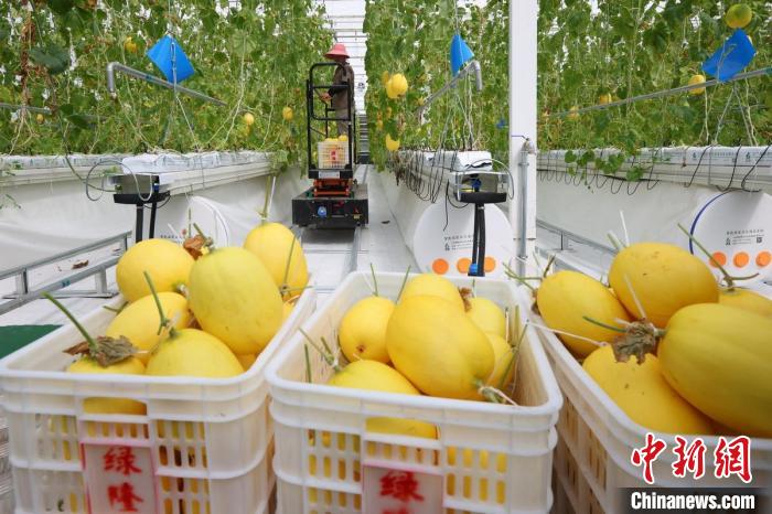 溫室內(nèi)，黃瓜、甜瓜、西紅柿等水果蔬菜成熟，工人們忙著將采摘下來的瓜果蔬菜裝箱發(fā)走?！°蟛?攝