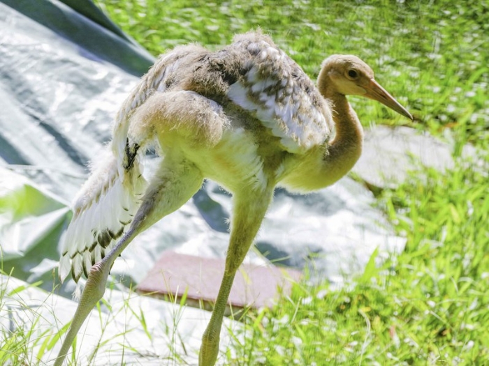 臺(tái)北動(dòng)物園丹頂鶴寶寶將命名“哩鶴”。 圖片來(lái)源：臺(tái)北市立動(dòng)物園