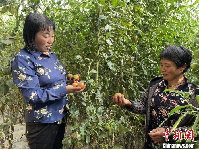 圖為在定西市符川春香農(nóng)副農(nóng)資合作社大棚里，定西市第五屆人大代表黨春香(左)和社員交流蔬果種植情況。　崔琳 攝