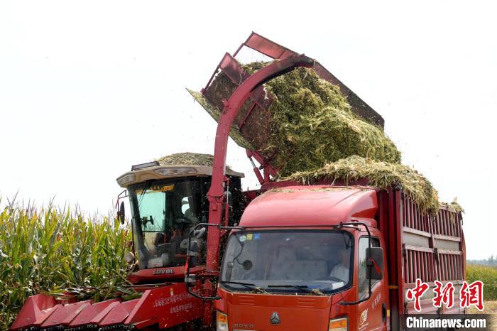 轉(zhuǎn)運黃儲玉米秸稈飼草。　崔賢飛 攝