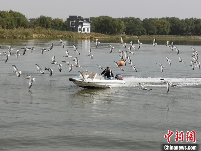 鴻雁貼著湖面飛行。　沈春良 攝