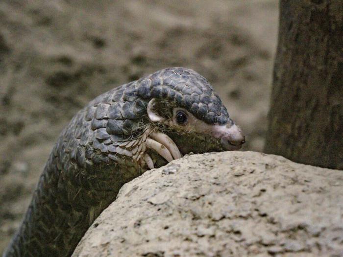 因救傷入住臺北市立動物園的穿山甲NaNa，近期在保育員幫助下克服焦慮，成功出現(xiàn)在游客面前，且喜歡爬高及玩水。圖片來源：臺灣“中央社”(臺北市動物園提供)