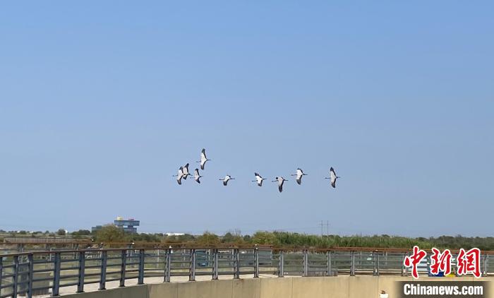 黃河入?？凇吧鷳B(tài)+旅游”模式助力黃河國家文化公園建設(shè)