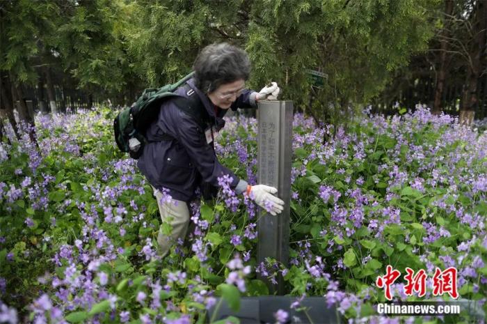 2017年，日本悼念南京大屠殺遇難者植樹訪華團來到南京，在和平公園內修剪他們所植下的樹木，以此來表達他們祈愿和平的心聲。泱波 攝
