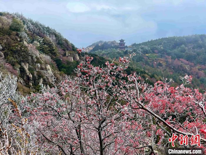 10月4日，泰山之巔現(xiàn)霧凇奇觀，冰雕玉砌、晶瑩閃爍的霧凇綴滿枝頭，一樹樹、一叢叢，甚是好看。　雷杰 攝