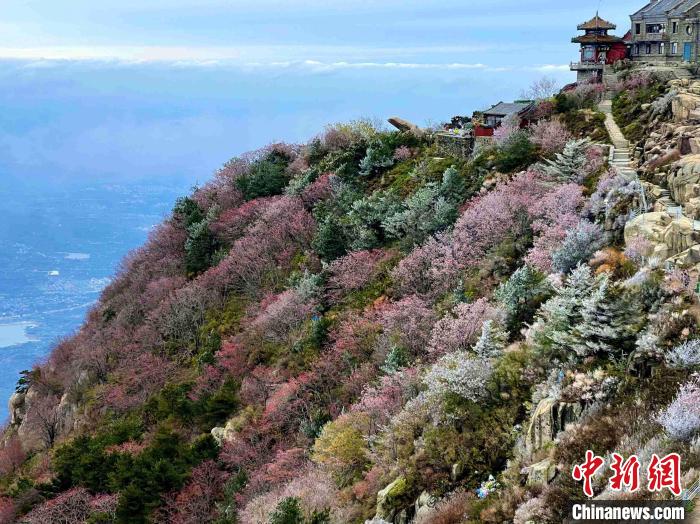 10月4日，泰山之巔現(xiàn)霧凇奇觀，冰雕玉砌、晶瑩閃爍的霧凇綴滿枝頭，一樹樹、一叢叢，甚是好看。　雷杰 攝