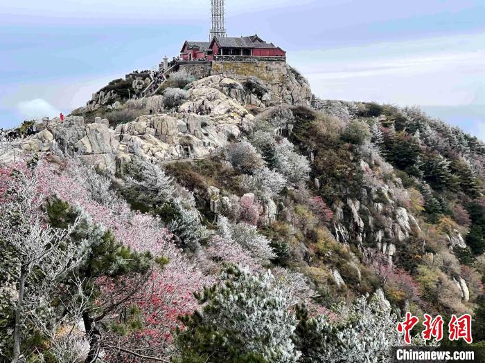 10月4日，泰山之巔現(xiàn)霧凇奇觀，冰雕玉砌、晶瑩閃爍的霧凇綴滿枝頭，一樹樹、一叢叢，甚是好看?！±捉?攝