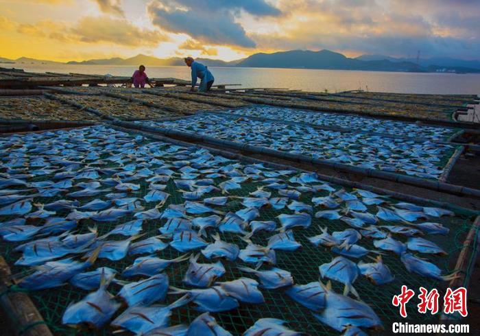 曬制的鯧魚鲞?！≈x定會 攝