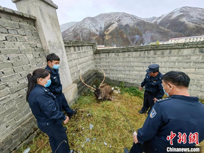 圖為民警查看白唇鹿傷勢(shì)?！》Q(chēng)多縣公安局森林警察大隊(duì)供圖