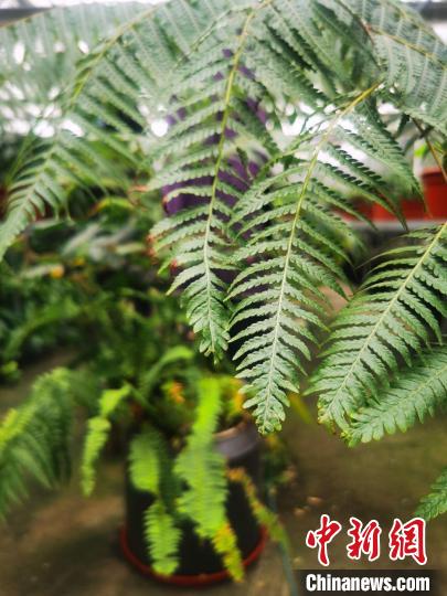 辰山植物園落實專業(yè)技術(shù)人員對土壤營養(yǎng)、水分、溫度等生長環(huán)境進行調(diào)節(jié)，為該批金毛狗蕨創(chuàng)造了適宜的生境。　上海市綠化市容局供圖