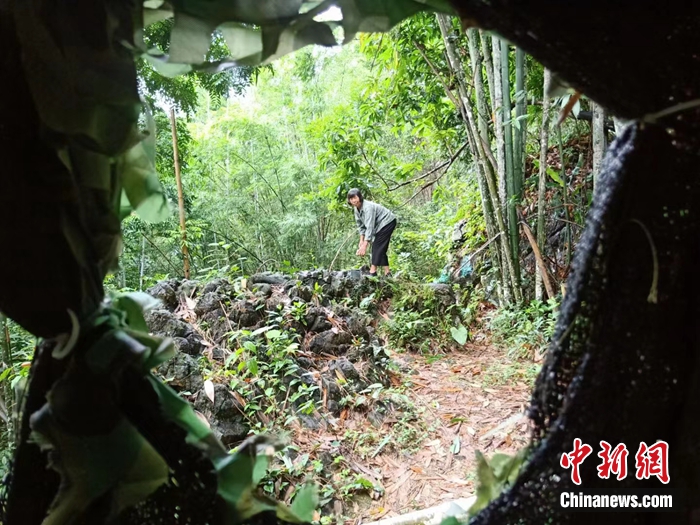 弄崗村村民在鳥坑喂鳥。農(nóng)林 攝