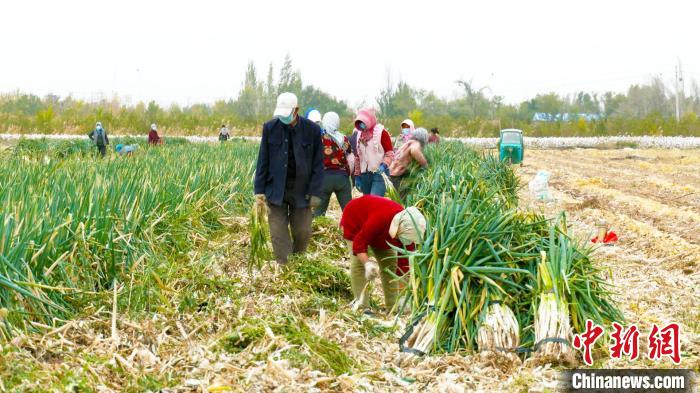 保市民“菜籃子”新疆昌吉市逾7000畝冬儲菜陸續(xù)上市