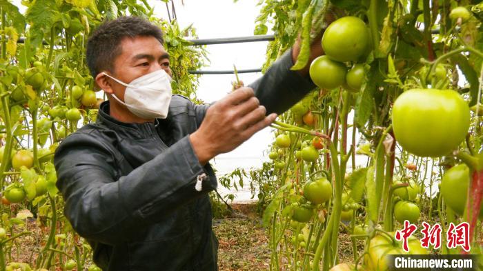 新疆昌吉市二六工鎮(zhèn)大棚蔬菜種植戶張飛正在查看大棚內(nèi)的西紅柿長勢情況?！∫笱┚?攝